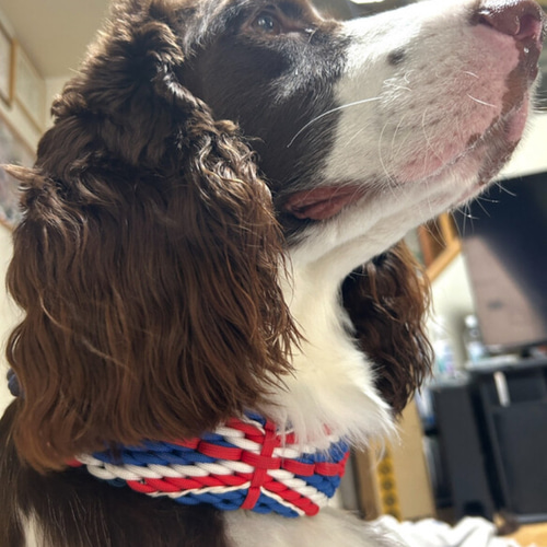 パラコードユニオンジャック(イギリス国旗)幅広首輪＋ハンズフリー