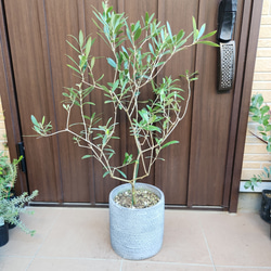 パールアカシア　鉢植え47　苗　ミモザ　オージープランツ パールアカシア 鉢植え47 苗 ミモザ オージープランツ