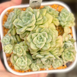 レッドベリー錦 斑入り セダム 韓国苗 多肉植物 多肉植物 プクニク