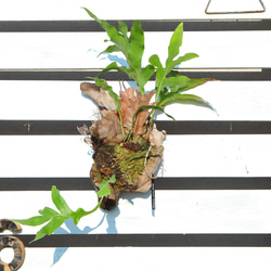 現品【P.ridleyi wild Kalimantan 】ビカクシダ リドレイ