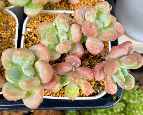 多肉植物　韓国苗　リファー 多肉植物韓国苗リファー