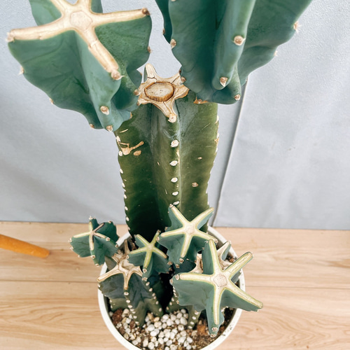 現品］5番 柱サボテン 鬼面角 ブランチ 3本植え 8号 観葉植物 室内