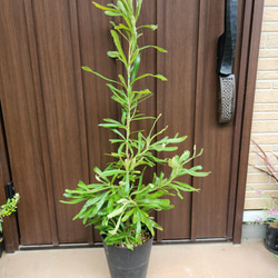 コーストバンクシア 鉢植え9 苗 苗木 ワイルドフラワー オージー