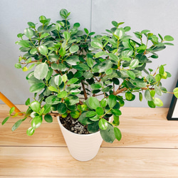 現品］4番 パキラ 編み込み 曲がり 7号 観葉植物 室内 おしゃれ