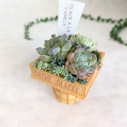 ♡多肉植物♡ハリネズミ小♡そのまま飾れる寄せ植え♡ 多肉植物