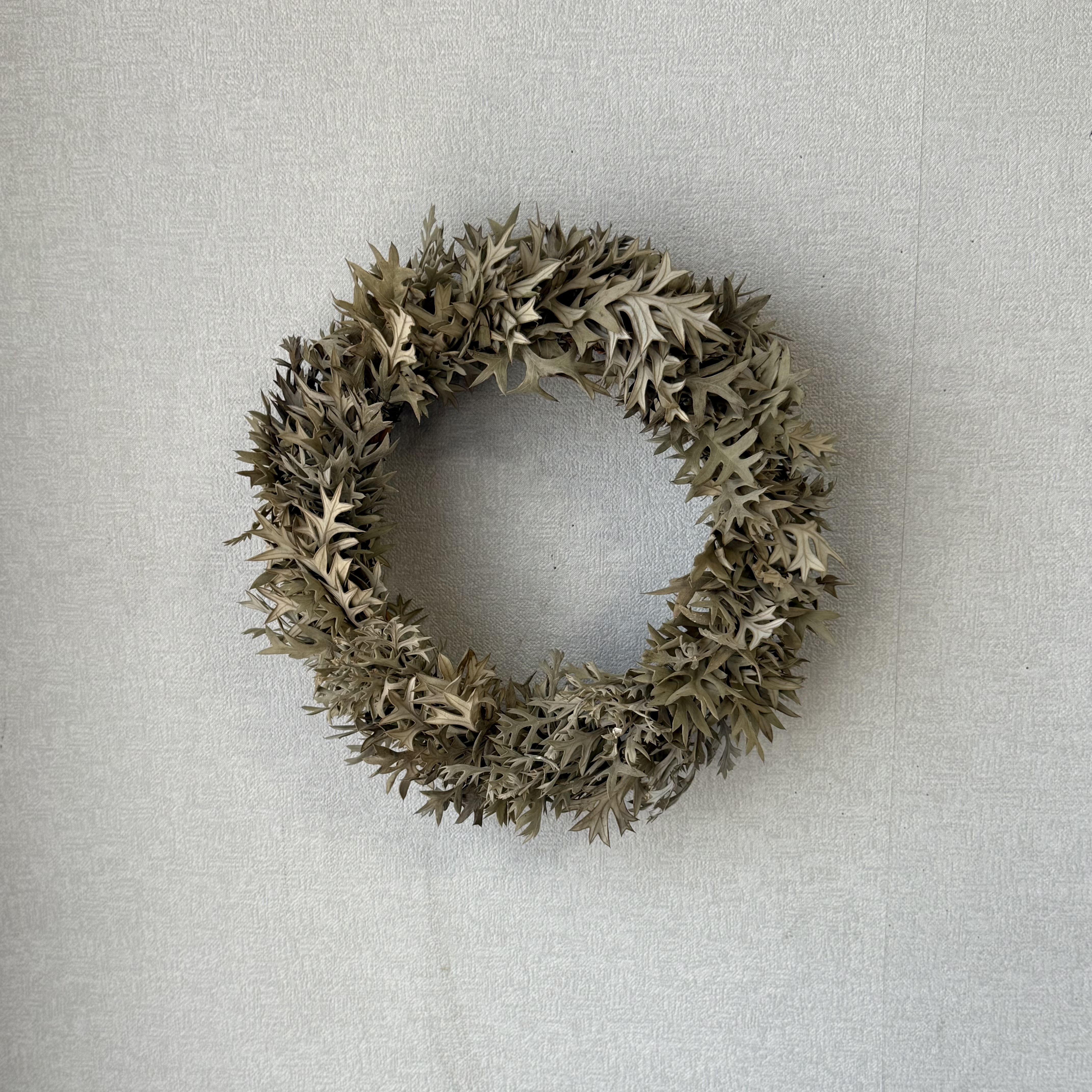 ワイルドフラワー　グレビリアロックのドライフラワーリース　直径270mm   一点もの　No.19