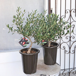 送料無料 現品販売 常緑苗木 ユーカリ ポポラス(ポリアンセモス) 7号