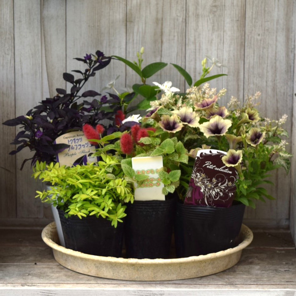 アンティークグリーン」で彩る寄せ植え※寄せ植えセット 花苗 苗 花