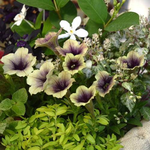 アンティークグリーン」で彩る寄せ植え※寄せ植えセット 花苗 苗
