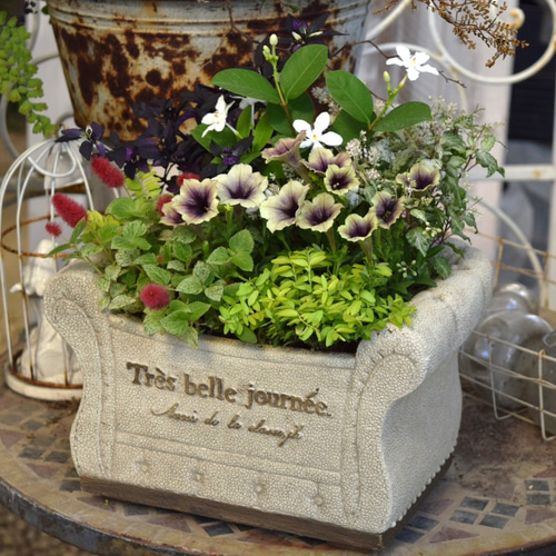 アンティークグリーン」で彩る寄せ植え※寄せ植えセット 花苗 苗 花