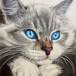 イラストオーダー受付 動物 色鉛筆 イラストオーダー受付 動物 色鉛筆