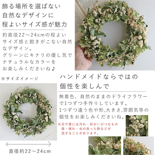 アナベルとキナリのナチュラルリース ＊ ドライフラワー ◇ 敬老の日