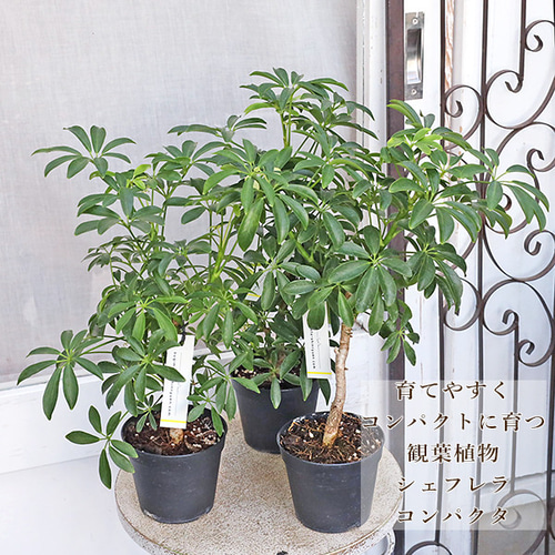 観葉植物 シェフレラ コンパクタ 3.5号 丈夫 育てやすい 管理が楽 半