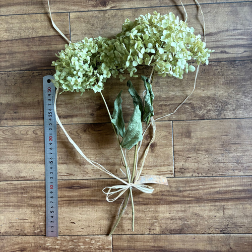 アナベル紫陽花　スワッグ イノセント＞紫陽花アナベル・ユーカリ・エバーラスティングの