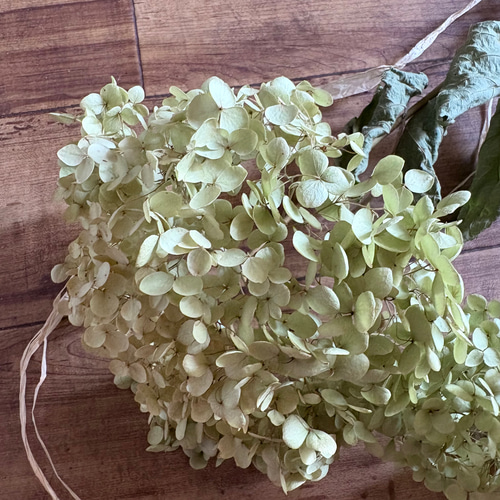 アナベル 2本 スワッグ 42cm【2】＊ 紫陽花 あじさい アジサイ