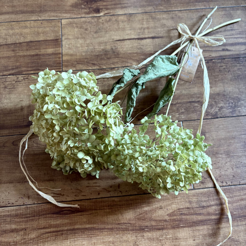 アナベル紫陽花　スワッグ イノセント＞紫陽花アナベル・ユーカリ・エバーラスティングの