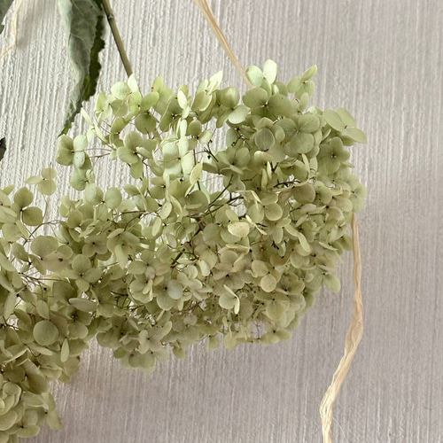 アナベル 2本 スワッグ 42cm【2】＊ 紫陽花 あじさい アジサイ
