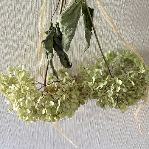 アナベル 2本 スワッグ 42cm【2】＊ 紫陽花 あじさい アジサイ