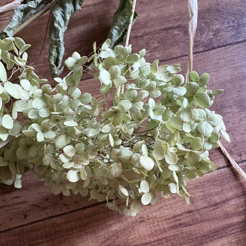 アナベル 2本 スワッグ 42cm【2】＊ 紫陽花 あじさい アジサイ