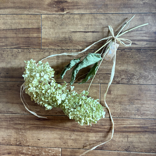 アナベル紫陽花　スワッグ イノセント＞紫陽花アナベル・ユーカリ・エバーラスティングの