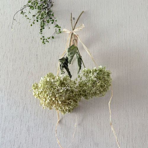 アナベル紫陽花　スワッグ アナベル紫陽花 スワッグ - naturalflowers | minne byGMOペパボ