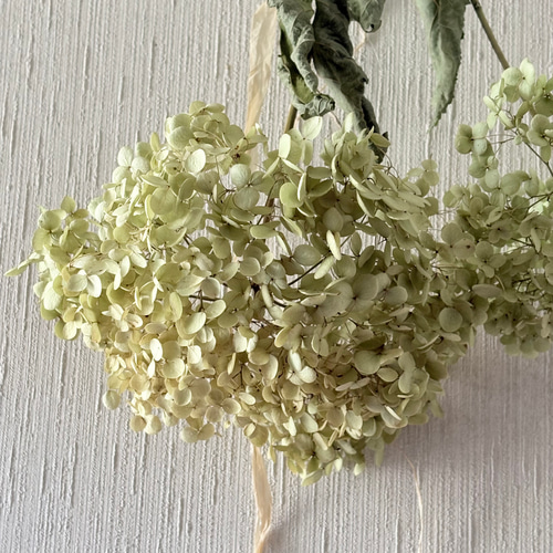 アナベル 2本 スワッグ 42cm【2】＊ 紫陽花 あじさい アジサイ ドライ