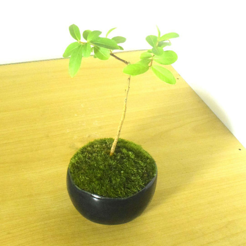 POTOCO 百日紅 サルスベリ 陶器鉢 観葉植物 ミニ盆栽 豆盆栽