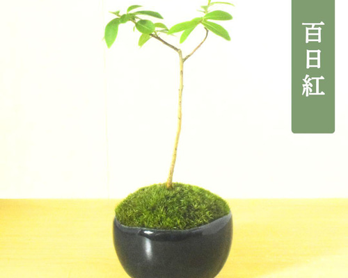 盆栽鉢　植物ポット　豆盆栽　ミニ苔盆栽　植木鉢　26点セット　光峰　寺畑　丸鉢 盆栽鉢 ミニ鉢 豆鉢 長辺 1.5〜2.1cm ミニ盆栽鉢 豆盆栽鉢 小品