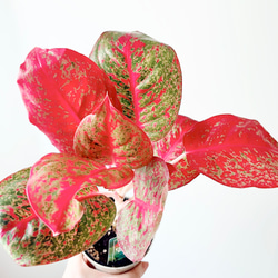 一点もの】希少 パンダガジュマル 福を呼ぶ八の字仕立て 観葉植物 calm