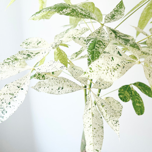 パキラ・ミルキーウェイ＊白斑が美しい希少種【5.5号鉢／高さ約80cm