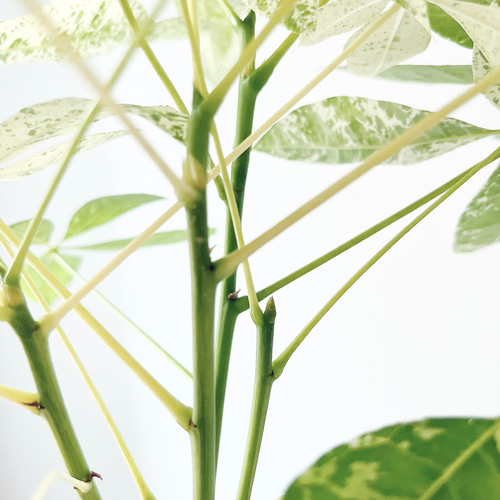 パキラ・ミルキーウェイ＊白斑が美しい希少種【5.5号鉢／高さ約80cm