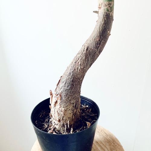 パキラ　ミルキーウェイ　実生　斑入り　4号鉢つき　高さ100センチ❗極上斑❗　⑤ パキラ ミルキーウェイ 斑入り 実生 4号鉢つき 大株❗高さ100センチ❗