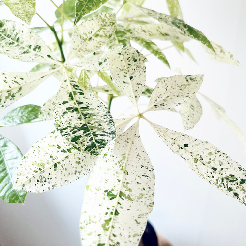 パキラ・ミルキーウェイ＊白斑が美しい希少種【5.5号鉢／高さ約80cm