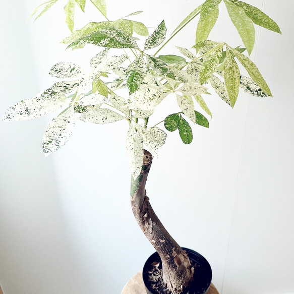 ☆パキラ☆斑入り☆極美ミルキーウェイ☆曲がり☆希少☆6号鉢 ☆パキラ☆斑入り☆極美ミルキーウェイ☆曲がり☆希少☆6号鉢