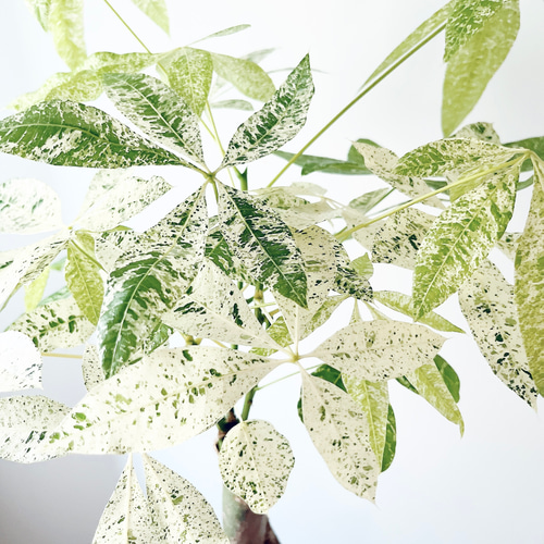 パキラ・ミルキーウェイ＊白斑が美しい希少種【5.5号鉢／高さ約80cm