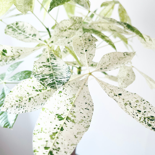 パキラ・ミルキーウェイ＊白斑が美しい希少種【5.5号鉢／高さ約80cm