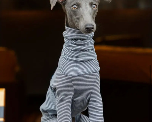 【ミニピン トイマン イタグレ ウィペット】french tricolore ミニピン トイマン イタグレ ウィペット】french tricolore ミニピン