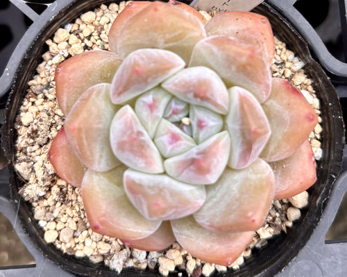 SALE】ロンリーハートhyb エケベリア 韓国苗 多肉植物 多肉植物