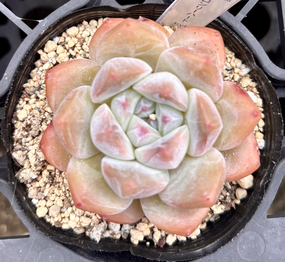 SALE】ロンリーハートhyb エケベリア 韓国苗 多肉植物 多肉植物