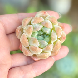 スリョン エケベリア 韓国苗 多肉植物 多肉植物 プクニク 通販