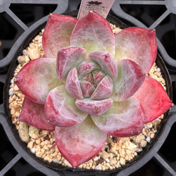 SALE】アイスベリー 韓国苗 多肉植物 多肉植物 プクニク 通販 14762684