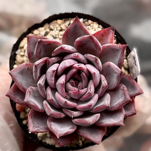 SALE】ブラックスワン エケベリア 韓国苗 多肉植物 多肉植物 プクニク