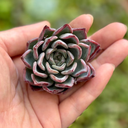 ホワイトピーチ 韓国苗 多肉植物 多肉植物 プクニク 通販