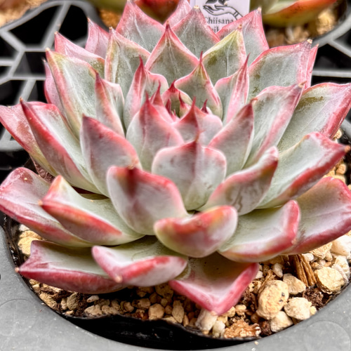 SALE】ブラックスワン エケベリア 韓国苗 多肉植物 多肉植物 プクニク