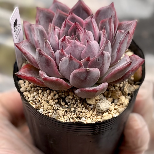 多肉植物 エケベリア 栽培している多肉植物のご紹介（エケベリア＆グラプトペタルム編