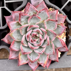 ラウイ エケベリア 超美苗 大苗大株 激レア高級多肉植物 人気韓国苗