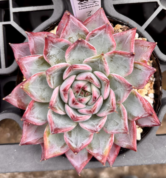 　多肉植物 100現物 多肉植物 Echeveria ホワイトスワン 特大群生 | るる農園~多肉