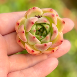 多肉植物　寄せ植え　韓国苗　ブック　a set04-1.jpg