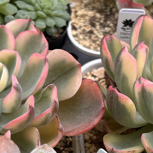 翠雫 斑入り 大株 韓国苗 多肉植物 多肉植物 プクニク 通販 19669015