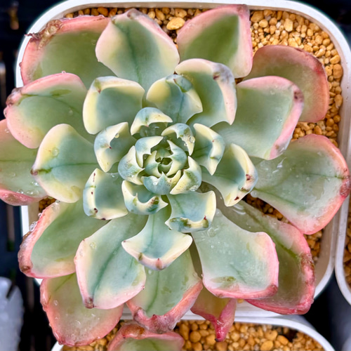 翠雫 斑入り 大株 韓国苗 多肉植物 多肉植物 プクニク 通販 19669015